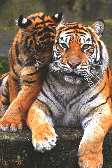 Tiger Couple love cute animals tiger animal baby animals wild animals heart warming Two Tigers, Woodland Park Zoo, Sumatran Tiger, Tiger Love, Gato Grande, Psy I Szczenięta, Pet Tiger, Majestic Animals, Large Cats