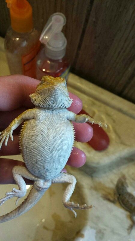 My puffed - up baby bearded dragon Beard Dragon, Bearded Dragon Terrarium Ideas, Cute Bearded Dragon, Baby Beard, Dragon Pet, Funny Lizards, Bearded Dragon Funny, Bearded Dragon Habitat, Bearded Dragon Diet