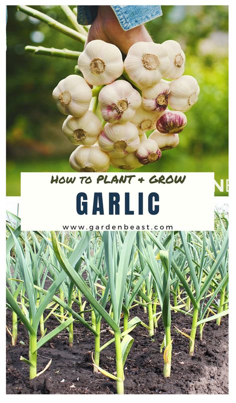 When Do You Plant Garlic, Garlic Planting How To Grow At Home, Grow Garlic From Clove In Pots, How To Grow Garlic From A Clove In Water, Grow Garlic From Scraps, How To Grow Garlic In A Pot, Growing Garlic From Cloves In Pots, How To Plant Garlic From Cloves, Plant Garlic From Clove