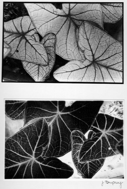 Positive And Negative Photography, Photo Negatives Photography, Positive Negative Art, Fall Leaves Photography, Negative Photography, Negative Photo, Photo Negative, Leaf Photography, Space Photos