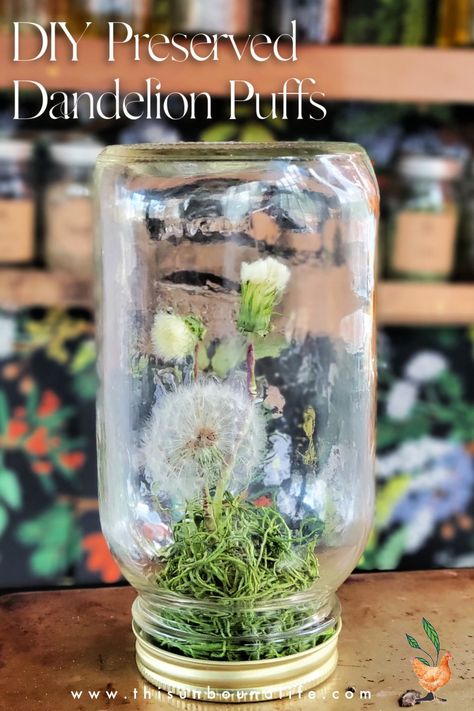 Preserved Dandelion Puffs Preserving Dandelion Flowers, How To Preserve Dandelion Puffs, Preserve Dandelion Puff, Dandelion In A Jar, Dandelion Preservation, Dandelion Puffs, Drying Flowers, A Dandelion, Botanical Beauty