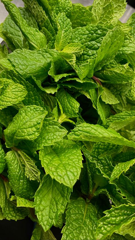 Evs Project, Mint Benefits, Mint Food, July Aesthetic, Types Of Fruit, Entertaining Friends, Macro Shots, Lemon Mint, Mint Leaves