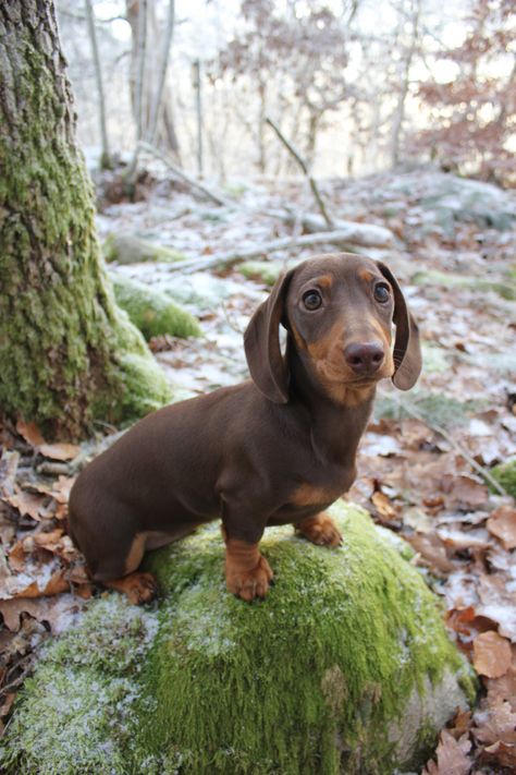 Miniature dachshund, brown and tan. Brown And Tan Dachshund, Brown Sausage Dog, Dachshund Dog Aesthetic, Winner Dogs Dachshund, Long Haired Weiner Dogs, Dashund Dogs, Miniature Daschund, Daschund Dog, Brown Dachshund