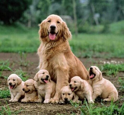 Golden retriever with her puppies learning that famous smile early. Perros Golden Retriever, Chien Golden Retriever, A Golden Retriever, Dog Parents, Retriever Puppy, Dogs Golden Retriever, Retriever Dog, Dog Sitting, Peter Parker