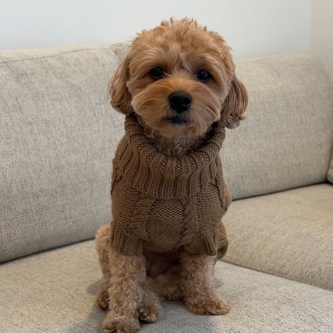 @littodooboo says "This sweater is so soft and comfy! My dog doesn't normally like to wear clothes and normally fights me on it but she willingly let me put it on her. She got multiple compliments when I took her for a walk in this sweater 👍" #customerreview #warmandfuzzy #softandcomfy #luxurypets #dogstyle #alpaca #dogsweater #sweaterweather Dogs In Sweaters, Dog Sweater, My Dog, Sweater Weather, A Walk, Walk In, Alpaca, Let Me, Dogs