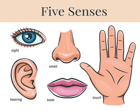 Five human senses, touch, smell, hearing... | Premium Vector #Freepik #vector #hand #woman #cartoon #face Crow Beak, Sense Organs, Human Senses, Pinterest Craft, Ear Picture, How To Draw Ears, Guitar Illustration, Yoga Information, Woman Cartoon