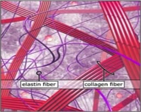 Collagen and Elastin Fibers Compression Therapy, Integumentary System, Collagen Fibers, Dermal Fillers, Wrinkle Remover, The Science, Lose Belly Fat, Skin Cells, Natural Health