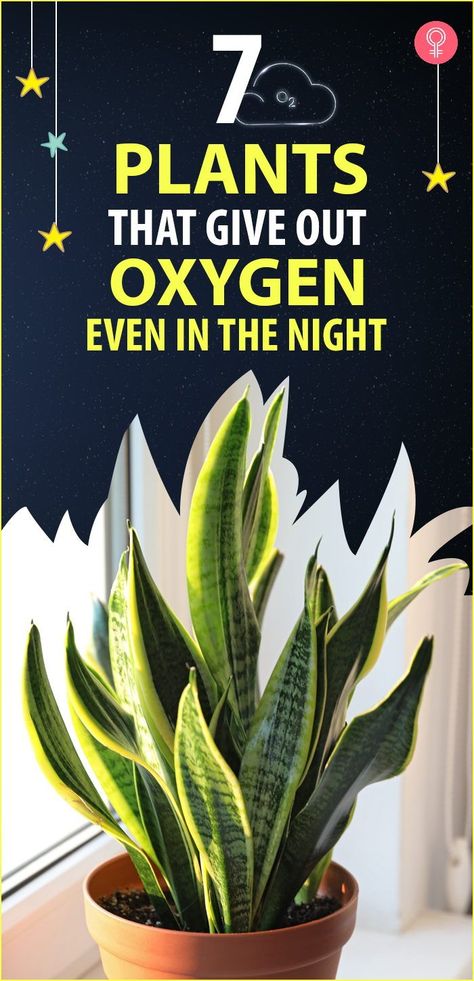 Indoor Plants Good For Oxygen, Best Oxygen House Plants, Best Indoor Plants For Oxygen, Oxygen Producing House Plants, Oxygen Plants Air Purifier, Best House Plants For Air Quality, Oxygen Plants Indoor, Low Light Plants Indoor Bedroom, Plants For Air Quality