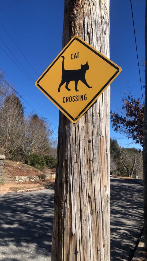 cat crossing sign in ashville north carolina wt some random park Cat Crossing Sign, Ashville North Carolina, Crossing Sign, Rock Painting Ideas Easy, Room Deco, Easy Paintings, Rock Painting, Painted Rocks, Painting Ideas