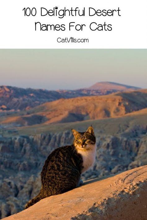 If you're looking for some of the best desert names for cats, then this list will help you make a choice! Check out 100 ideas we adore! Desert Names Ideas, Desert Names, Names For Male Cats, Grey Cat Names, Names For Cats, Boy Cat Names, Girl Cat Names, Unique Cat Names, Best Desert