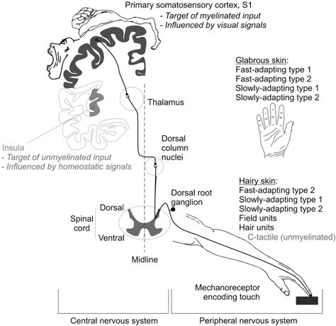 Abstract The present review focuses on the flow and interaction of somatosensory-motor signals in the central and peripheral nervous system. Specifically, where incoming sensory signals from the pe… Central And Peripheral Nervous System, Somatosensory System, Nervous System Anatomy, Medical Poster, Peripheral Nervous System, Sensory Motor, Medical Posters, Structure And Function, Neurology