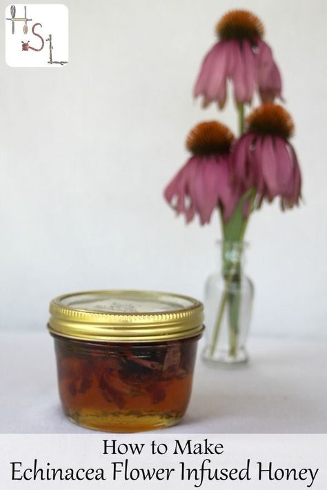 Harness the healing power of the flower garden by making echinacea flower infused honey to boost the immune system in this sweet home remedy. Echinacea Flower, Echinacea Benefits, Infused Honey, Herbal Recipes, Herbal Apothecary, Natural Healing Remedies, Herbal Healing, Diy Remedies, Wild Edibles