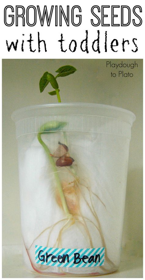 Kids' Science | Great tips for gowing seeds with toddlers. {Playdough to Plato} Playdough To Plato, Science For Toddlers, Plant Activities, Spring Preschool, Preschool Science, Spring Activities, Growing Seeds, Green Bean, Gardening For Kids