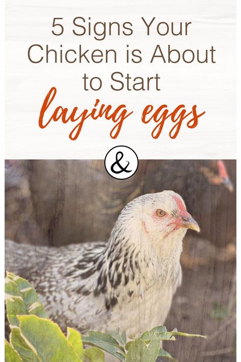 Chickens Laying First Eggs, When Do Chickens Start Laying Eggs, Buff Brahma Chicken, Olive Egger Chicken, Wyandotte Chicken, Brahma Chicken, Best Egg Laying Chickens, Laying Chickens, Raising Ducks