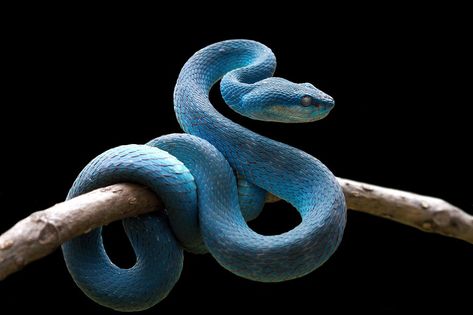 Blue Insularis, Snakes For Kids, Blue Viper, Snake Facts, Snake Photos, Hanya Tattoo, Viper Snake, Bush Plant, Blue Snake