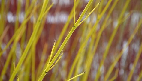 Yellow Twig Dogwood | Shrub Overview & Full Growing Guide - Rennie Orchards Yellow Twig Dogwood Shrubs, Yellow Twig Dogwood, Dogwood Shrub, Crepe Myrtle Trees, Red Twig Dogwood, Twig Dogwood, Myrtle Tree, Crabapple Tree, Japanese Maple Tree