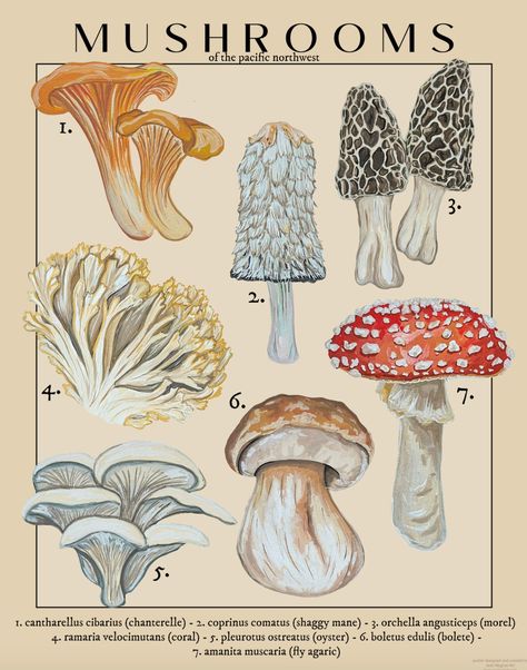 Mushrooms of the Pacific Northwest scientific illustration poster.  11"x14" without frame, frame adds 1" on each side. Features morels, chanterelles, amanita, coral, shaggy mane, oysters and boletes. Comes mailed in a tube with a hanging poster, mushroom poster shown as an example for the frame. Poster Mushroom, Fungi Illustration, Butterfly Garden Plants, Scientific Poster, Mushroom Poster, Cute Fall Wallpaper, Vintage Mushroom, Mushroom Fungi, Poster Room