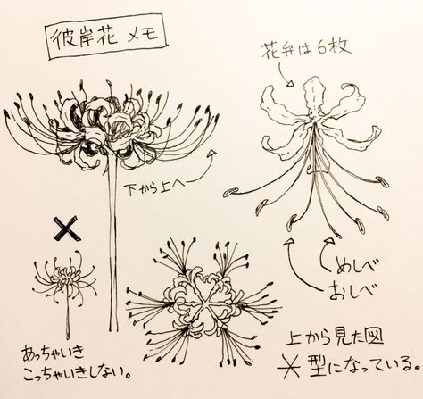 彼岸花/曼珠沙華/Lycoris radiata Spider Lily Illustration, Spider Lily Reference, Higanbana Art, Red Spider Lilies, Lycoris Radiata, Lilies Drawing, Red Spider Lily, Spider Lily, Red Spider