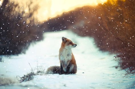 20 Magical Photos of Foxes During Winter Time. Fox In Snow, Fantastic Fox, Photo Animaliere, Foxes Photography, Nature Tour, Animale Rare, Bohol, Cute Fox, Red Fox