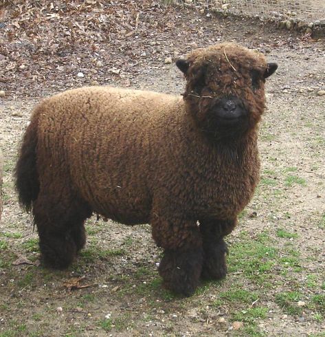 Southdown Babydoll Sheep Southdown Sheep, Babydoll Sheep, Lion Facts, Brown Sheep, Happy Farm, Counting Sheep, Mini Farm, Sheep And Lamb, Cute Sheep