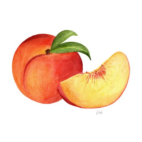 Peaches Illustration Illustration Fruit, Peach Illustration, Vegetable Drawing, Food Art Painting, Recipe Book Diy, Farm Animals Birthday Party, Learn Watercolor Painting, Fruits Drawing, Learn Watercolor