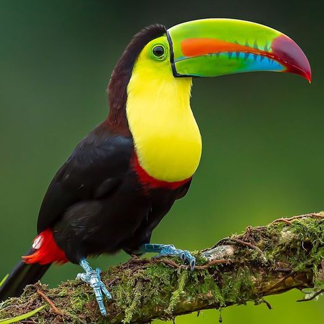 n my trip to Costa Rica the Keel-Billed Toucan quickly became one of my favorites. There was no shortage of them and every time I saw one Keel Billed Toucan, Toucan Art, Birds Chirping, Rainforest Animals, Amazing Birds, Wild Animals Pictures, Most Beautiful Birds, Haiwan Peliharaan, Bird Pictures