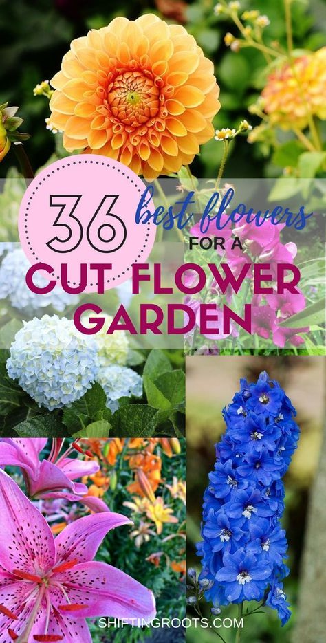 Would you like to grow a flower garden full of fresh cut flowers? Me too! I've compiled a list of the best perennials and annuals for beginners. You'll have lots of ideas of what to plant for all your floral arrangements that you just might run out of vases! #cutflowers #cuttinggarden #flowergarden #perennials #annuals #freshflowers #floralarrangement #floralarranging #gardening via @shifting_roots Peas Garden, California Gardening, Flower Tips, Funny Vine, Flowers Growing, Best Perennials, Shipping Pallets, Cut Flower Garden, Beautiful Flowers Garden