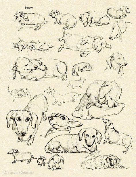 Laura Hoffman Illustration & Design: My Muse: Penny the Dachshund Dachshund Drawing, Dachshund Illustration, Dachshund Tattoo, Dachshund Breed, Dachshund Art, 강아지 그림, Dog Coloring Page, Popular Dog Breeds, Dachshund Lovers