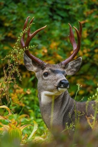 size: 12x8in Photographic Print: Black-tailed deer buck by Ken Archer : Black Tailed Deer, Blacktail Deer, Game Pics, Deer Buck, Animal Reference, Deer Skull, Kids Area, Game Pictures, Animal Photos