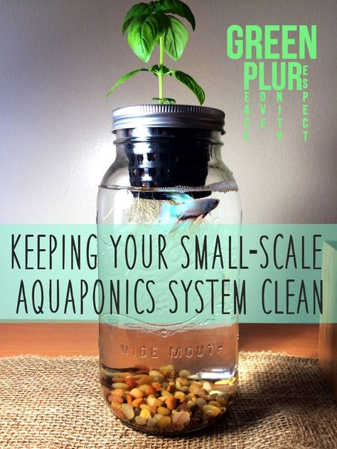 How to keep your small-scale aquaponics system clean :) Green PLUR. Check it out~ Mason Jar Aquaponics, Sustainability Tanaman Air, Hippie Garden, Aquaponics Diy, Film Technique, Aquaponic Gardening, Aquaponics System, Growing Fruit, Hydroponic Gardening, Healthy Plants