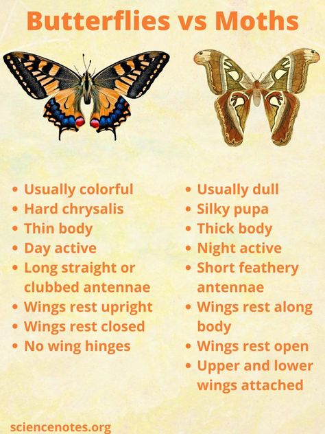 What Is the Difference Between a Butterfly and a Moth? Different Types Of Moths, Butterfly Types And Meanings, Different Moths, Moth Types, Butterfly Types, Moth Facts, Bug Facts, Butterfly Lessons, Types Of Moths