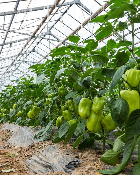 Pepper Farming, Growing Green Peppers, Pepper Farm, Pepper Garden, Grow Peppers, Garden Design Layout Landscaping, Commercial Farming, Chilli Plant, Commercial Greenhouse