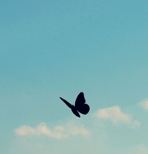 Fly, Fly Away Butterflies Flying, Beautiful Backgrounds, Sky And Clouds, Simple Beauty, Find Beauty, Animals Wild, Google Photos, Blue Sky, We Heart It