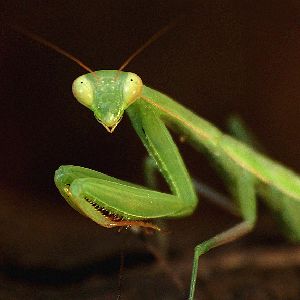 cuteness in green Mantis Religiosa, Praying Mantis, Facebook Timeline Covers, Sweet Animals, Bones Funny, New Memes, Funny Photos, Funny Images, Make Me Smile