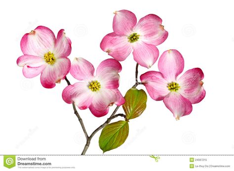 Pink White Dogwood Flowers Stock Photos - Image: 24508523 Pink Dogwood Flowers, Dogwood Tattoos, Flower Definitions, Dogwood Tattoo, Dogwood Flower Tattoos, Floral Sketches, Red Dogwood, Flower Hd, Dogwood Blooms