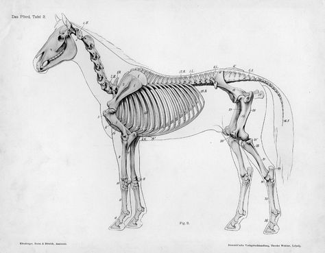 Horse anatomy by Herman Dittrich - full body skeleton Horse Bones, Horse Skeleton, Equine Anatomy, Anatomy Tattoo, Horse Images, Animal Studies, Real Animals, Horse Lessons, Skeleton Anatomy