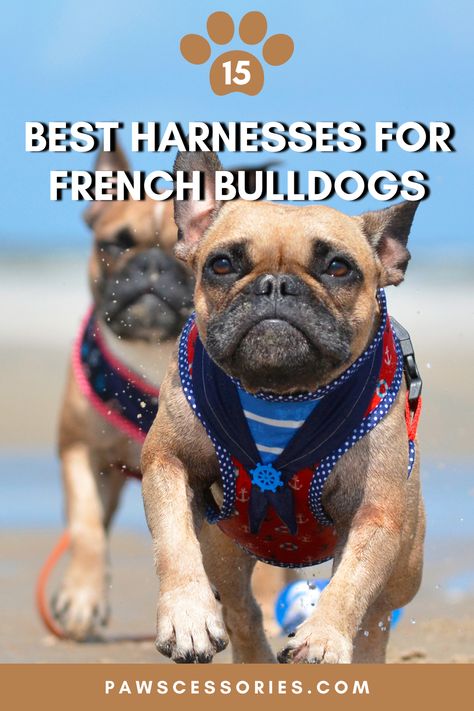 Here's a list of the best harnesses for french bulldogs to help them stay safe and comfortable. This includes a few different designs that you can choose from depending on your pups size, weight, and how active they are! French Bulldog Harness, Dog Harnesses, Dog Ages, Dog Leashes, French Bull, French Bulldogs, Dog Harness, Dog Leash, Stay Safe