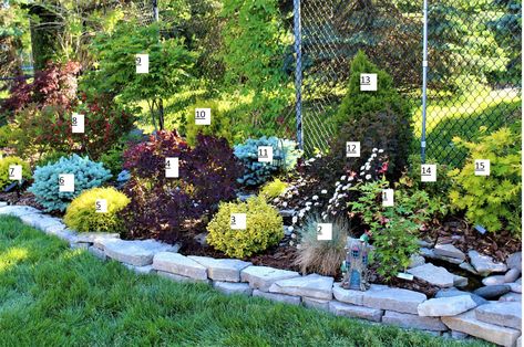 Hydrangea And Arborvitae, Golden Mop Cypress Landscaping Ideas, Ginger Wine Ninebark Landscaping, Mr Bowling Ball Arborvitae Landscape, Golden Globe Arborvitae Landscaping, Globe Blue Spruce Landscaping, Darts Gold Ninebark, Winter Creeper Shrub, Sunkist Arborvitae