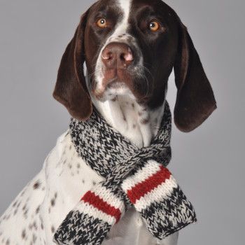 ChillyDog Sweaters Chilly Dogs, Pointer Puppies, Tea Cup Dogs, Cat Scarf, Dog Scarf, Dog Boutique, Pet Scarf, Red Dog, German Shorthaired Pointer