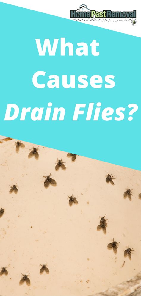 Getting Rid Of Drain Flies, How To Keep Bugs Out Of Flour, How To Get Rid Of Nats In The Drain, Flys In House Get Rid Of, Drain Gnats Get Rid Of, Drain Gnats How To Get Rid Of, Fruit Flys How To Get Rid Of In Drain, How To Get Rid Of Drain Flies In House, How To Get Rid Of Drain Gnats