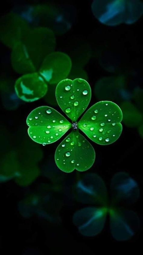 Lucky Wallpapers For Phone, Background Mobile, Lucky Wallpaper, Just My Luck, Kartu Doa, Amazing Photos, Demi Lovato, Four Leaf Clover, Lamborghini