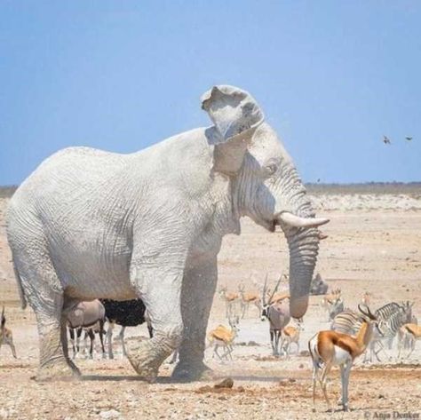 Rare Albino Animals, Etosha National Park, Photo Animaliere, Albino Animals, Animale Rare, Unusual Animals, Elephant Love, Rare Animals, Majestic Animals