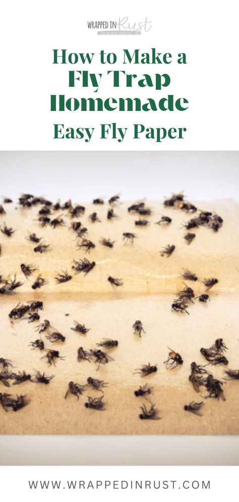 Learn how to make an effective homemade fly trap. Make this indoor fly paper at home. Learn how to get rid of flies outside patio. This comprehensive guide provides step-by-step instructions for crafting your own pest control solution. Fly Traps Homemade Diy Indoor, Home Fly Trap, Natural Fly Trap Indoors, House Fly Trap Homemade, Homemade Fly Traps Indoor, Fly Trap Homemade, Natural Fly Trap, House Fly Traps, Flies Trap Diy