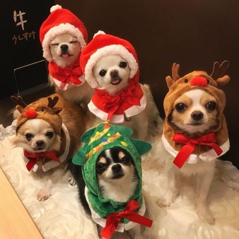 Psy Chihuahua, Teacup Chihuahua Puppies, Tiny Puppies, Door Bell, Cute Chihuahua, Chihuahua Love, Funny Dog Pictures, Chihuahua Puppies, Santa Clause