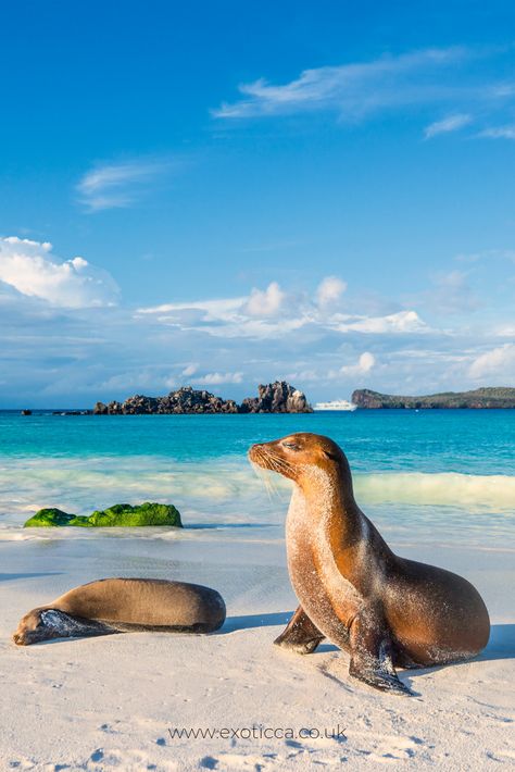 Best Romantic Getaways, Galapagos Tortoise, Adventure Vacation, Vacation Deals, Tropical Destinations, Beach Rentals, Jules Verne, Galapagos Islands, Charles Darwin