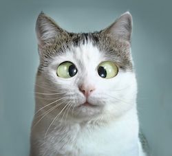 funny cat at ophthalmologist appointmet squinting close up portrait Close Up Portraits, Cat Care, Animal Photo, Funny Cat, Pets Cats, Cat Breeds, Funny Images, Animals And Pets, Royalty Free Images