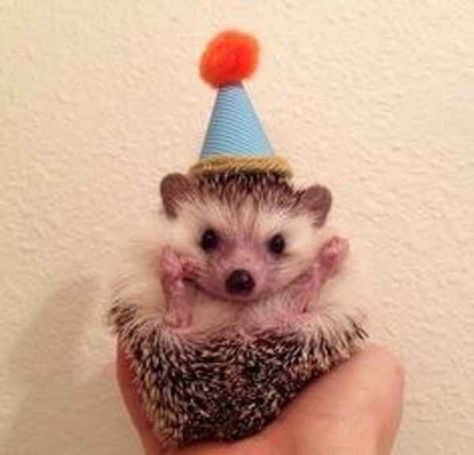 Raise your hand as if you're conducting an orchestra. | 17 Things To Do While People Are Singing Happy Birthday To You Hedgehog Day, Happy Hedgehog, Hedgehog Birthday, Hedgehog Pet, Meet Santa, Baby Hedgehog, A Hedgehog, Singing Happy Birthday, Cute Hedgehog