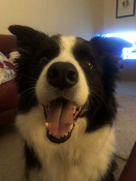 Old Border Collie, Cute Border Collie Puppies, Broader Collie, Border Collie Aesthetic, Border Collie Black And White, Black Border Collie, Black And White Border Collie, Dog Border Collie, Cute Border Collie