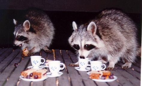 Two Raccoons, Tea Party, Tea, Tumblr