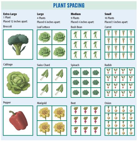 Gardening 101, Garden Types, Veg Garden, Square Foot Gardening, Have Inspiration, Plant Spacing, Vegetable Gardening, Garden Bed, Garden Layout